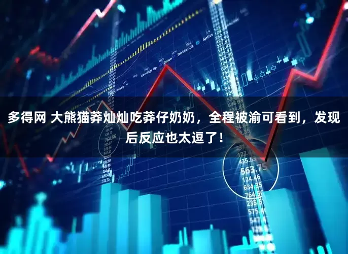 多得网 大熊猫莽灿灿吃莽仔奶奶，全程被渝可看到，发现后反应也太逗了！